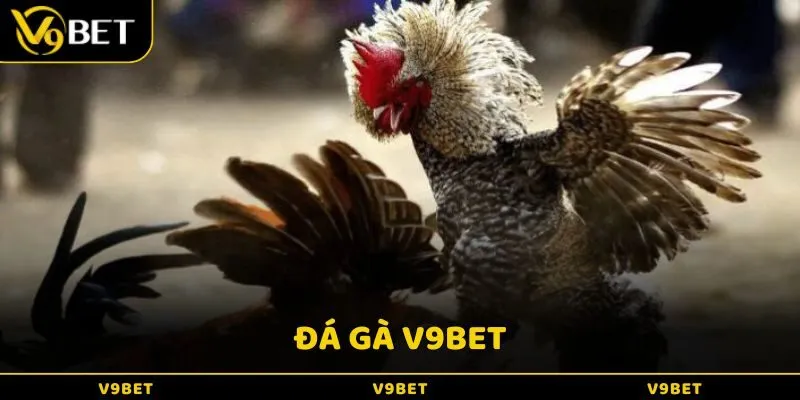 Đá gà tỷ lệ trả thưởng cao với đa dạng loại hình